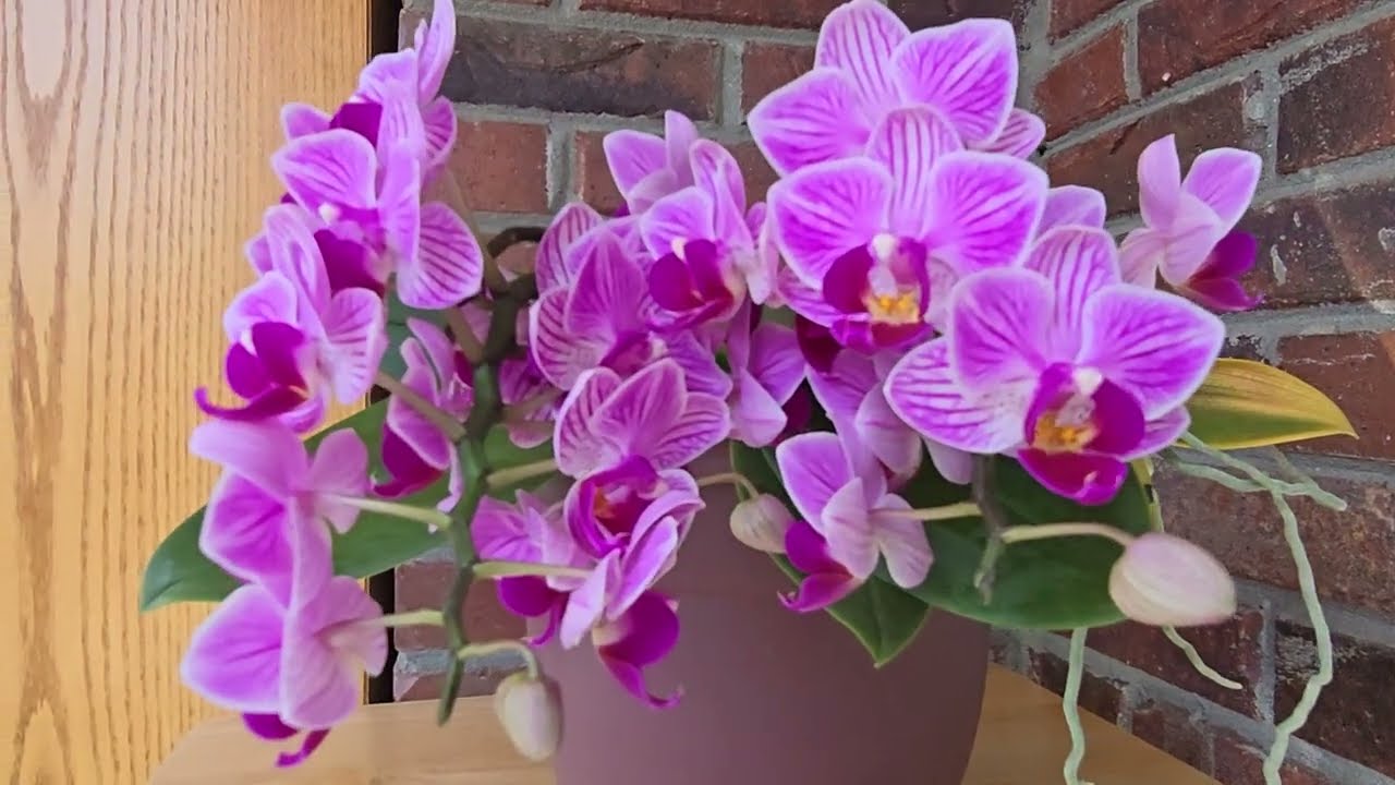 February 2024 Orchids & Plants Bloom Tour + Guest Appearance by Jasmine!