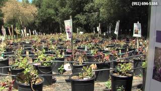 "How We DO" Marketing Video: McCabe's Nursery and Landscape Construction