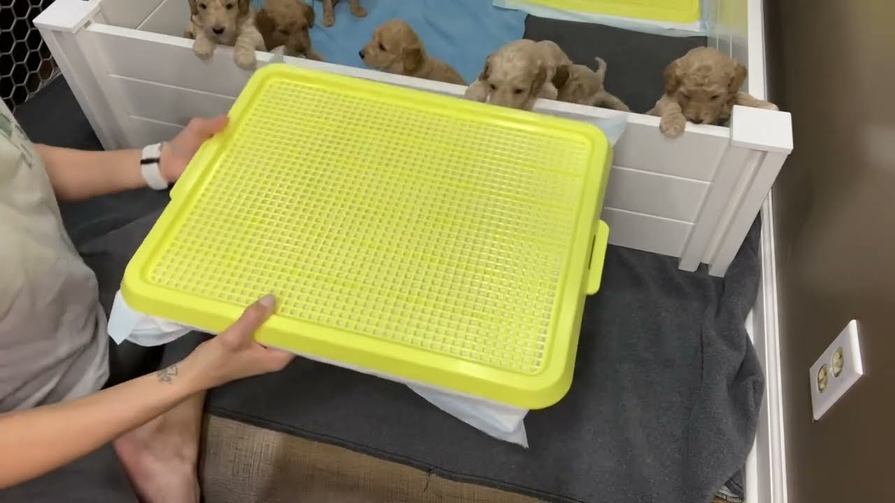 New Product! Puppy Pee Pad Holder