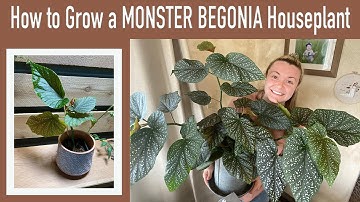 How to Make Your Begonia HUGE and BUSHY!