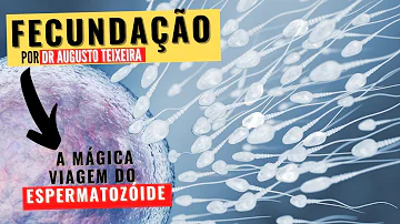 O que é fertilização ou fecundação?