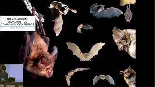 The functional extension of echolocation in horseshoe bats - Anna Bastian