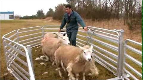 EiD Sheep Tags from Cox Agri