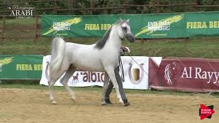 Bergamo 2019  47 Years Old Stallions (Class 9)