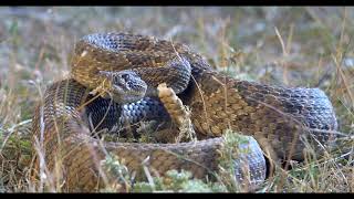 Large Prairie Rattlesnake Closeup