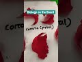Four Whorls of flower 🌺 #biology #shorts #neet