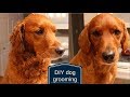 DIY Dog Grooming | How to Cut Your Dog's Hair at Home | Veronica Young