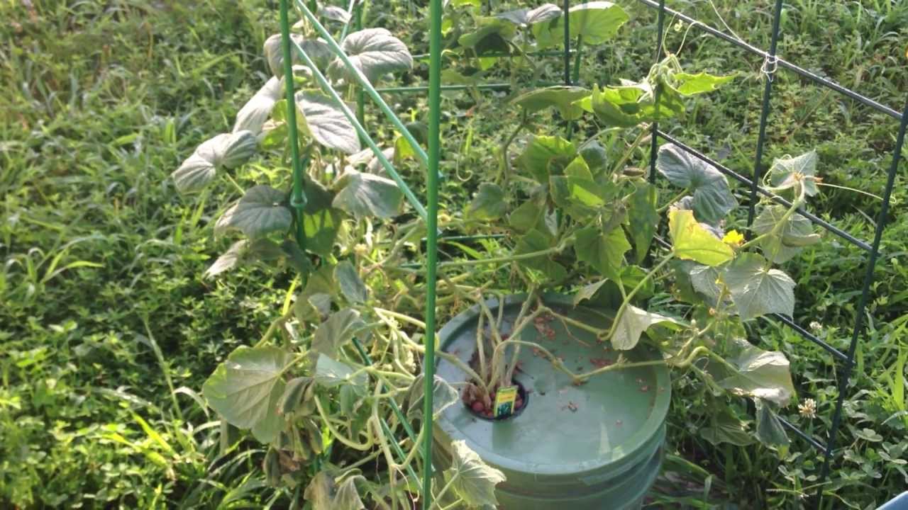 Offthegrid Kratky Method Hydroponics Cucumbers, Update 5 YouTube