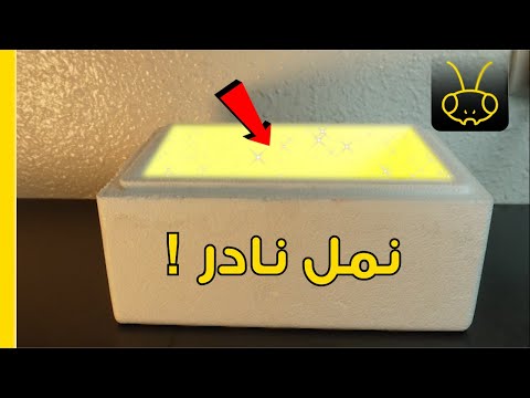 ربيت أندر أنواع النمل في العالم