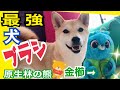 【柴犬 もみさん】凄い！犬の最強ブラシ(金櫛）換毛期じゃなくても毎日ファーミネーターでブラッシングしているのに驚き！　　Shiba Inu Momisan's best brushbest brush