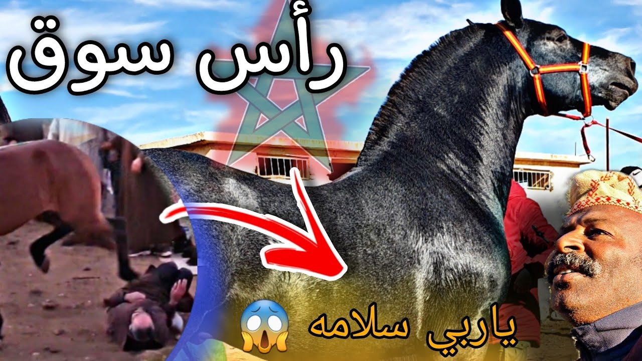 بدريس دار احسن صفقة شراء العود لي خلا ناس بلاعقل رأس سوق ☎️0631119565