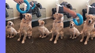Golden Retriever puppy Bella and dog Boomer hilariously follow toy by BoomerTube 15,461 views 4 years ago 16 seconds