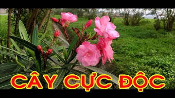 Trúc đào cây cực độc hơn cả Lá Ngón