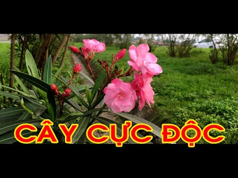 Video: Cây Trúc đào Bất Thường Này