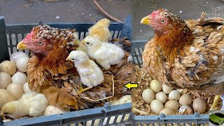 Beautiful Angry Hen harvesting Her eggs To Cute baby chicks - EGG HATCHING