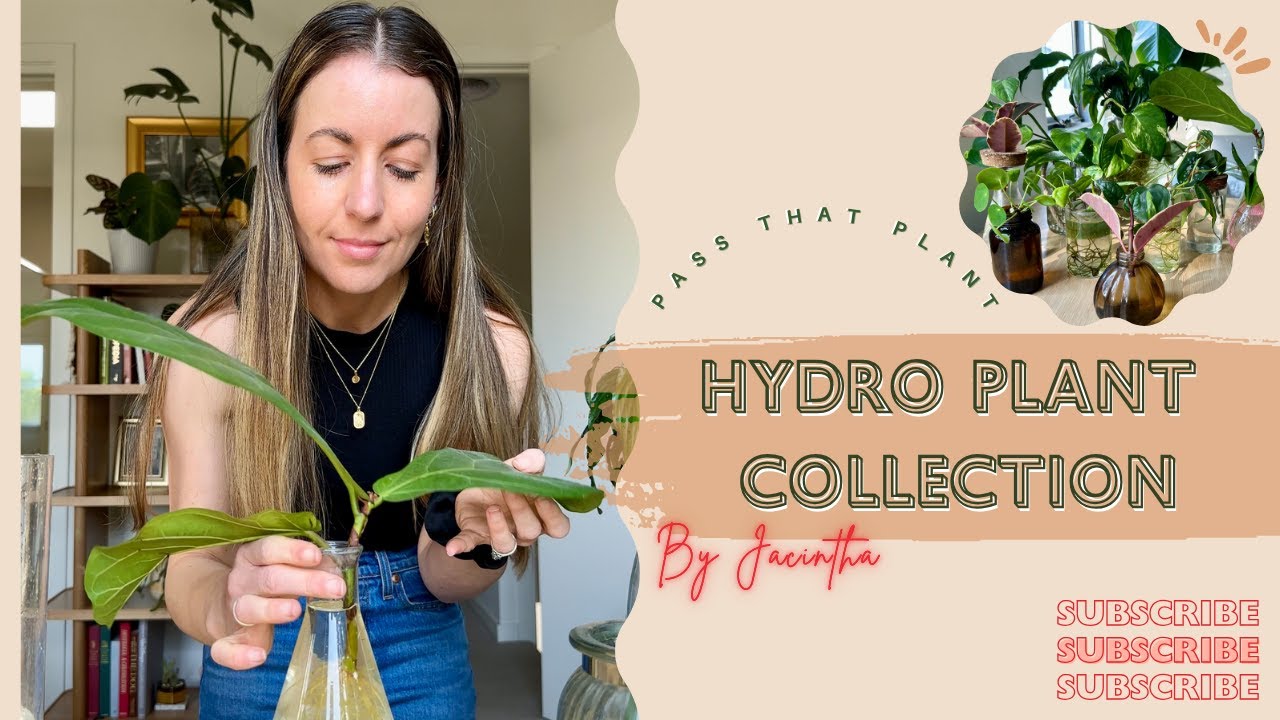 How to Turn a Monstera into a Hydro Houseplant  Jacintha | Pass that plant