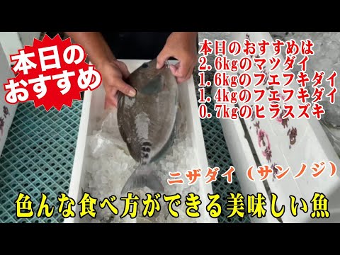 とっても美味しいニザダイ サンノジ も入荷 おすすめはマツダイ フエフキダイ ヒラスズキ Youtube