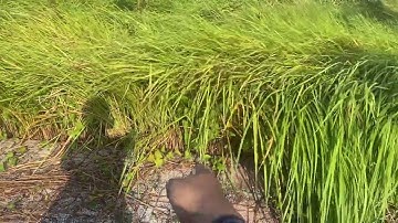 100m2 full thổ cư cập bên thị trấn cần đước. Mặt tiền đường nhựa chỉ 950tr lh:0901230969 H.Quân