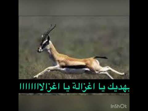 أنشودة الله يهديك يا اغزالة مع الكلمات Chanson Lah Yehdik Ya Ghzala Paroles