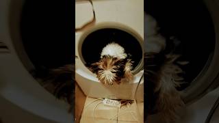 Постирала собаку😀 мой телеграм канал Анютка❤#кот #dance #собака #животные #comedy #лол #funny #а4топ