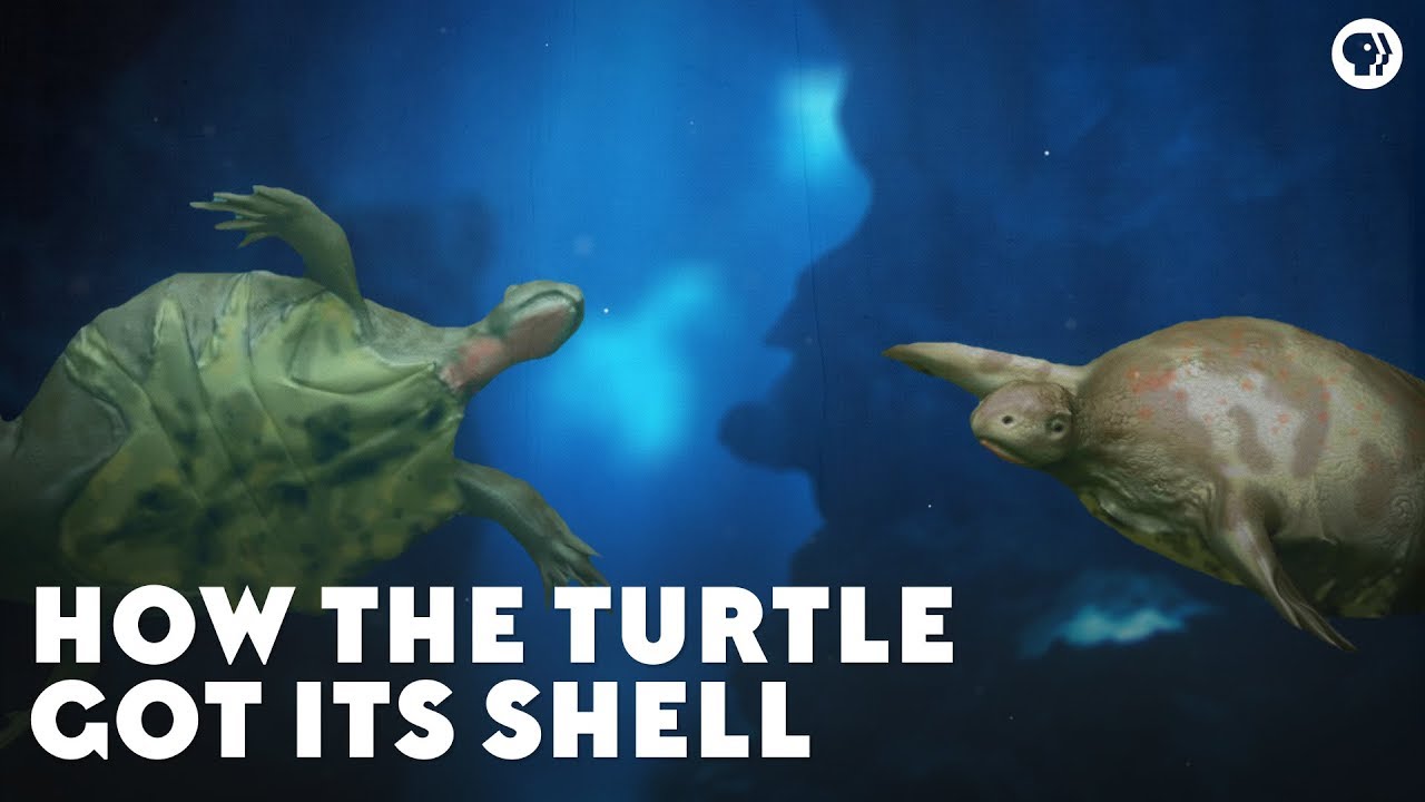What turtles were like before they had shells