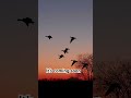 Duck season starts soon get ready