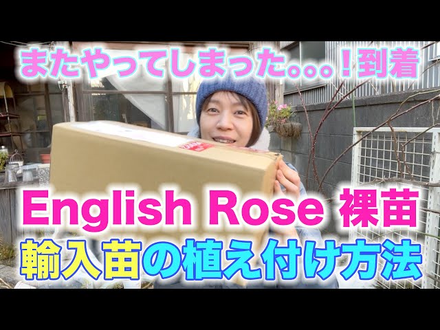 Imported Seedlings] English Rose Barehead Seedlings Arrived