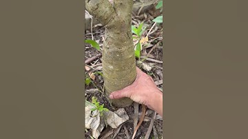 Công dụng cây Ngô đồng