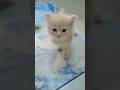 get my jaan#viral #studywithmeandmycat #viralshort #love #viral 🍼🍼🍼🐈🐈🐈🐈❤️❤️❤️😻😻👍👍👍💖💖💖💖💖💖😽😽😽
