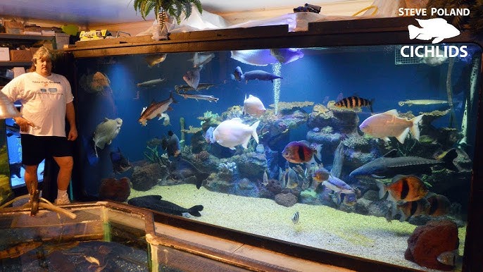 This 800 gallon Aquarium will Change the Way you Look at Monster