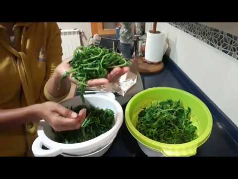 วีดีโอ: วิธีเก็บผักชีสำหรับหน้าหนาว