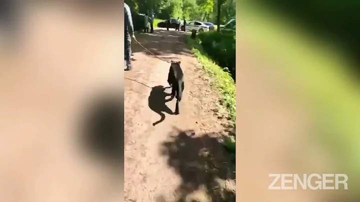 Video 1957951: russian black, cat