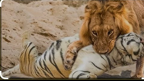 The Ultimate Showdown | Lion Vs Tiger