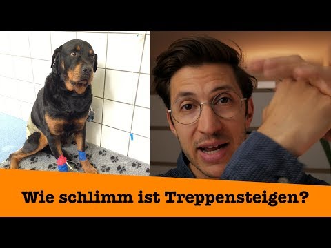 Video: Fragen Sie einen Tierarzt: Was passiert, wenn ein Hund altert?