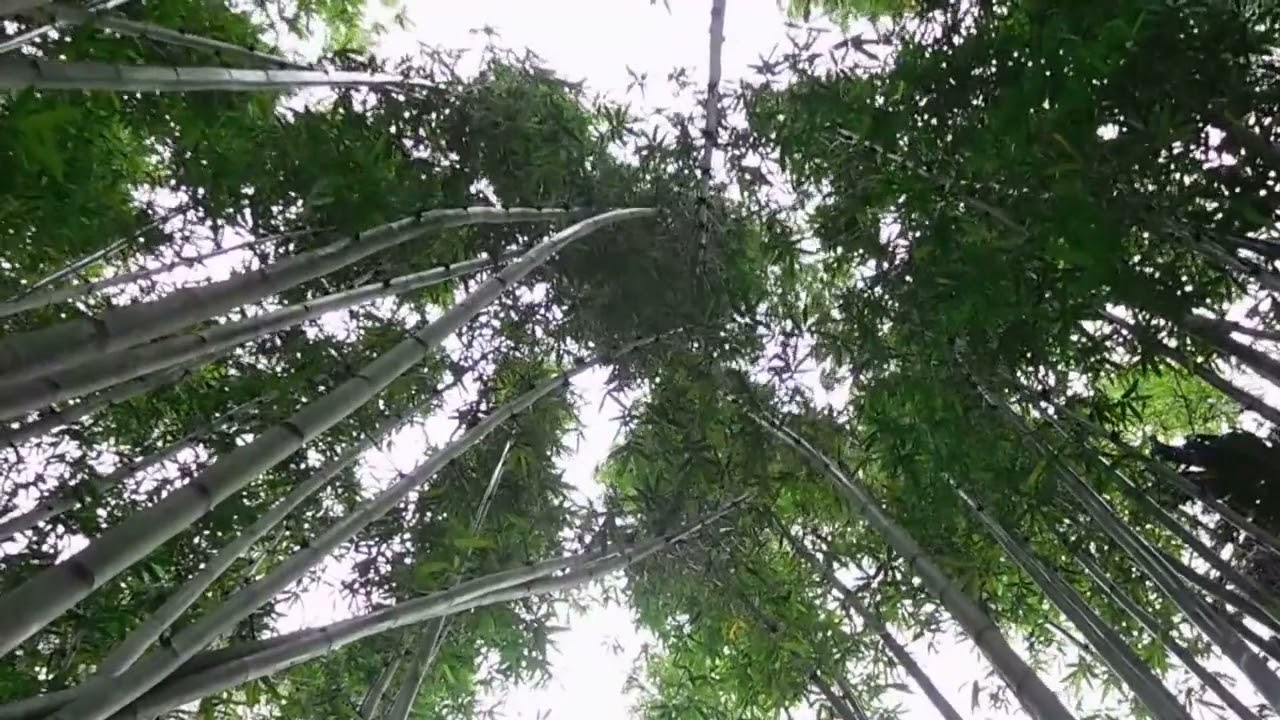 Bambus Storm, Relaxing Wind Sound