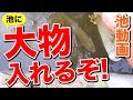 【庭の池】ついに大物の魚を池に入れるぞ！ #17 2017.8.27