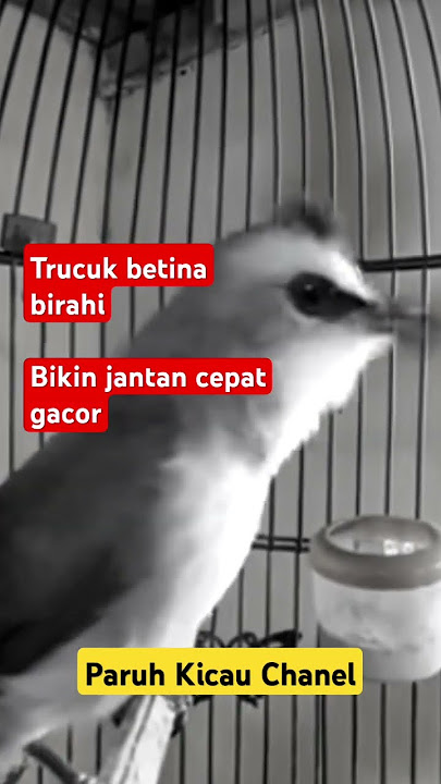 Trucukan betina birahi bikin jantan cepat gacor #shorts #shortsvideo #shortsfeed #shortsviral