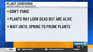 Experts share advice for dealing with damaged plants following freeze in La.