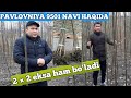 Павловния 9501 сорти хакида малумотлар ..