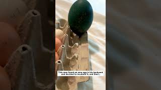 This man found an emu egg in his backyard and decided to incubate it, and then...