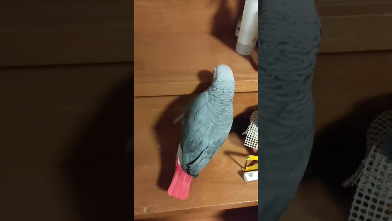 ヨウムに怒られる#ヨウム