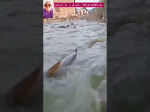 سمك يغزو المنوفيه بعد فيضان نهر النيل