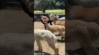 Cunning alpaca#funny #alpaca #foryou #fyp