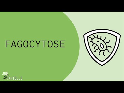 Video: Forskjellen Mellom Endocytose Og Fagocytose