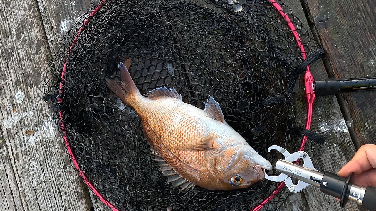 【海上釣堀】20251123はさま浦釣り堀センター午後の部【遠矢ウキゼロフカセ】