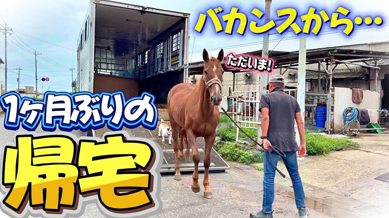 盗まれた馬 夏の間お別れしていた馬が1ヶ月ぶりに戻ってきました