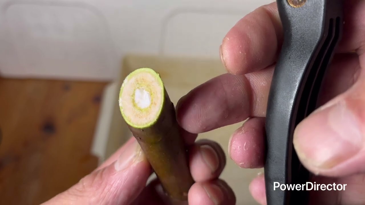 いちじく、冬の挿し木の経過観察と発根の仕方の考察