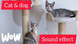 Cat & Dog cute Sound Effect screenshot 5