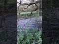 slowing down time #nature #fypシ #water #river #slowmotion #sedate#relaxing