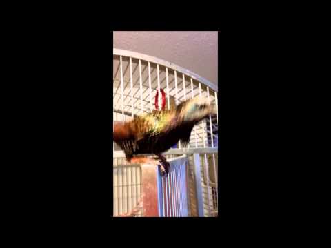 Starling Dancing
